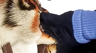 Smoothie gives tiger an at cock crow christmas tangible - wildlife
